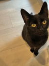 Love Kitty