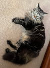Romeo