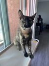 Jiji