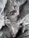Cloudi