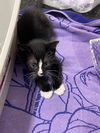 Pepe Le Pew