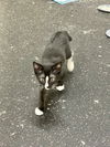 Pepe Le Pew