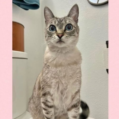 CIRRI - Siamese / Domestic Short Hair available for adoption