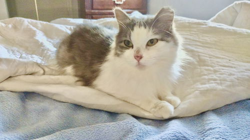 Cher kitty