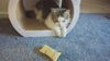 Cher kitty
