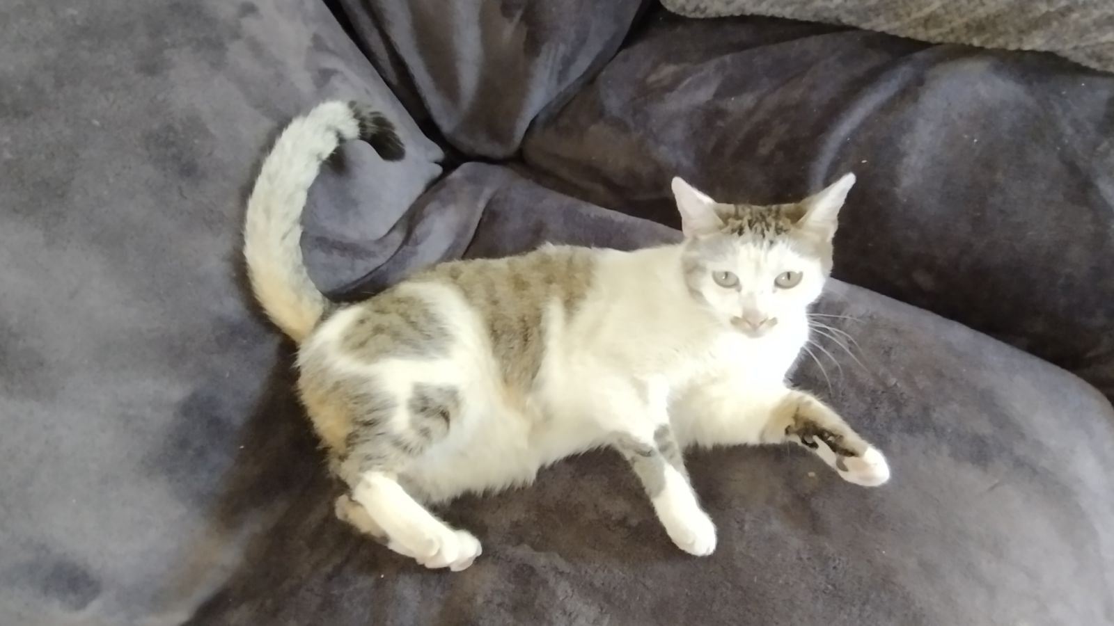 adoptable Cat in Mission Viejo, CA named Carmel kitty
