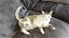 adoptable Cat in mission viejo, ca, CA named Carmel kitty
