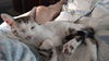 Carmel kitty
