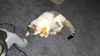 Carmel kitty