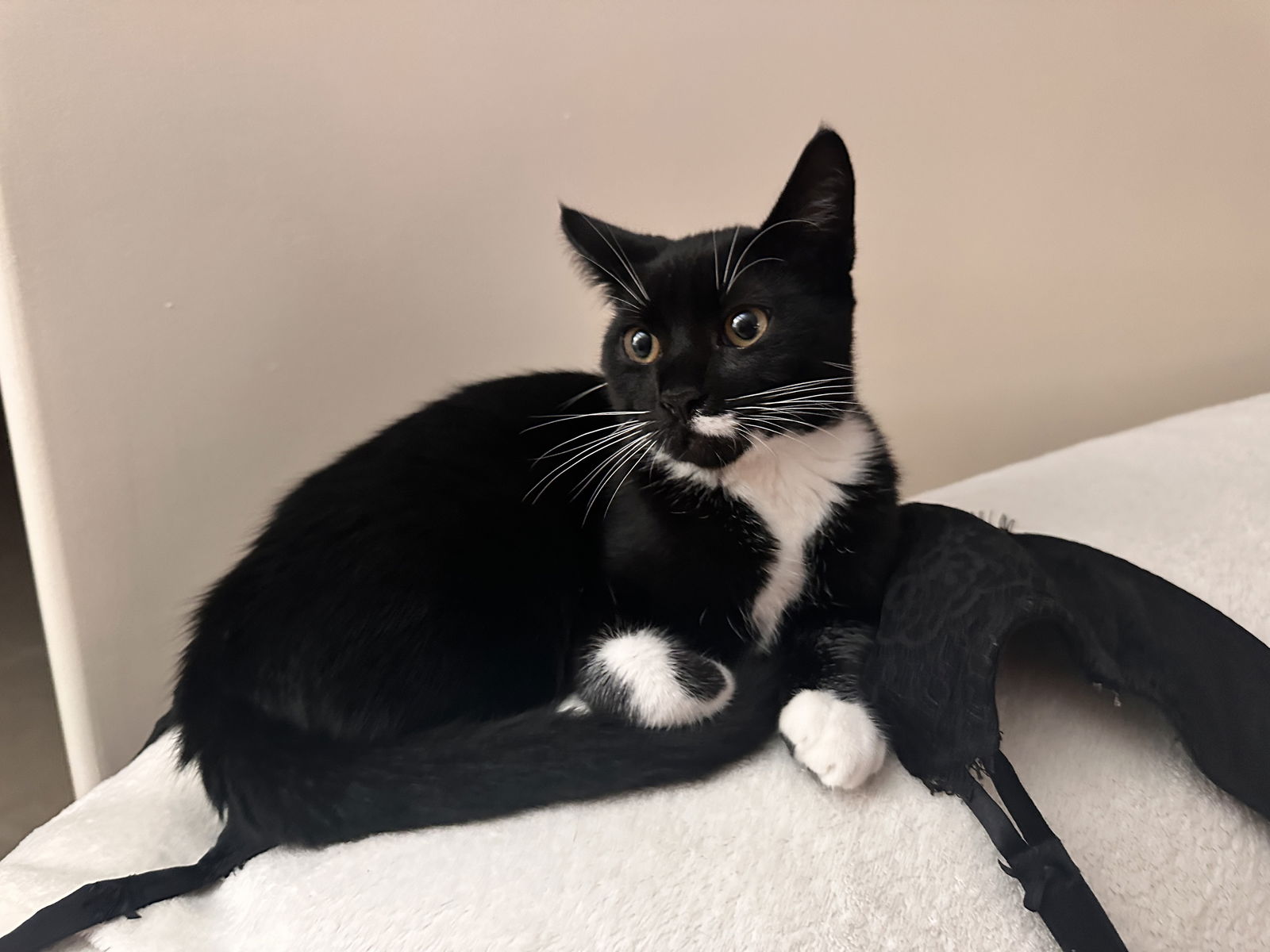 adoptable Cat in Mission Viejo, CA named Luna Lovegood