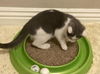 Catsby