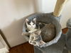 Catsby