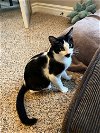 adoptable Cat in mission viejo, CA named Baxter