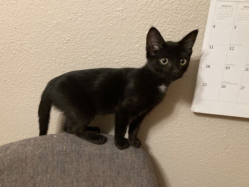 Cherie