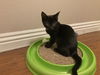 Cherie