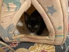 Cherie