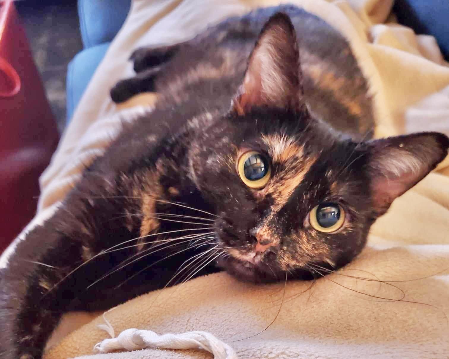 adoptable Cat in Mission Viejo, CA named Doll