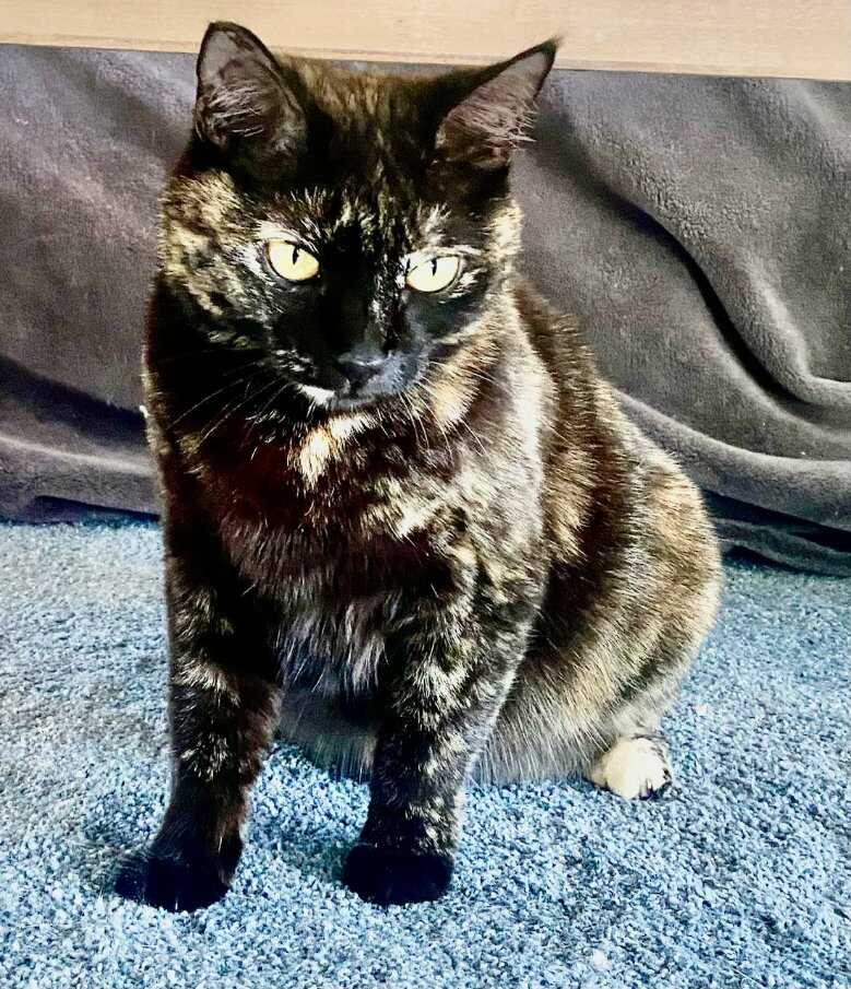 adoptable Cat in Mission Viejo, CA named Lilly- Courtesy post