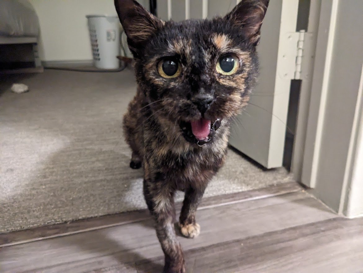 adoptable Cat in Mission Viejo, CA named Gemma Star