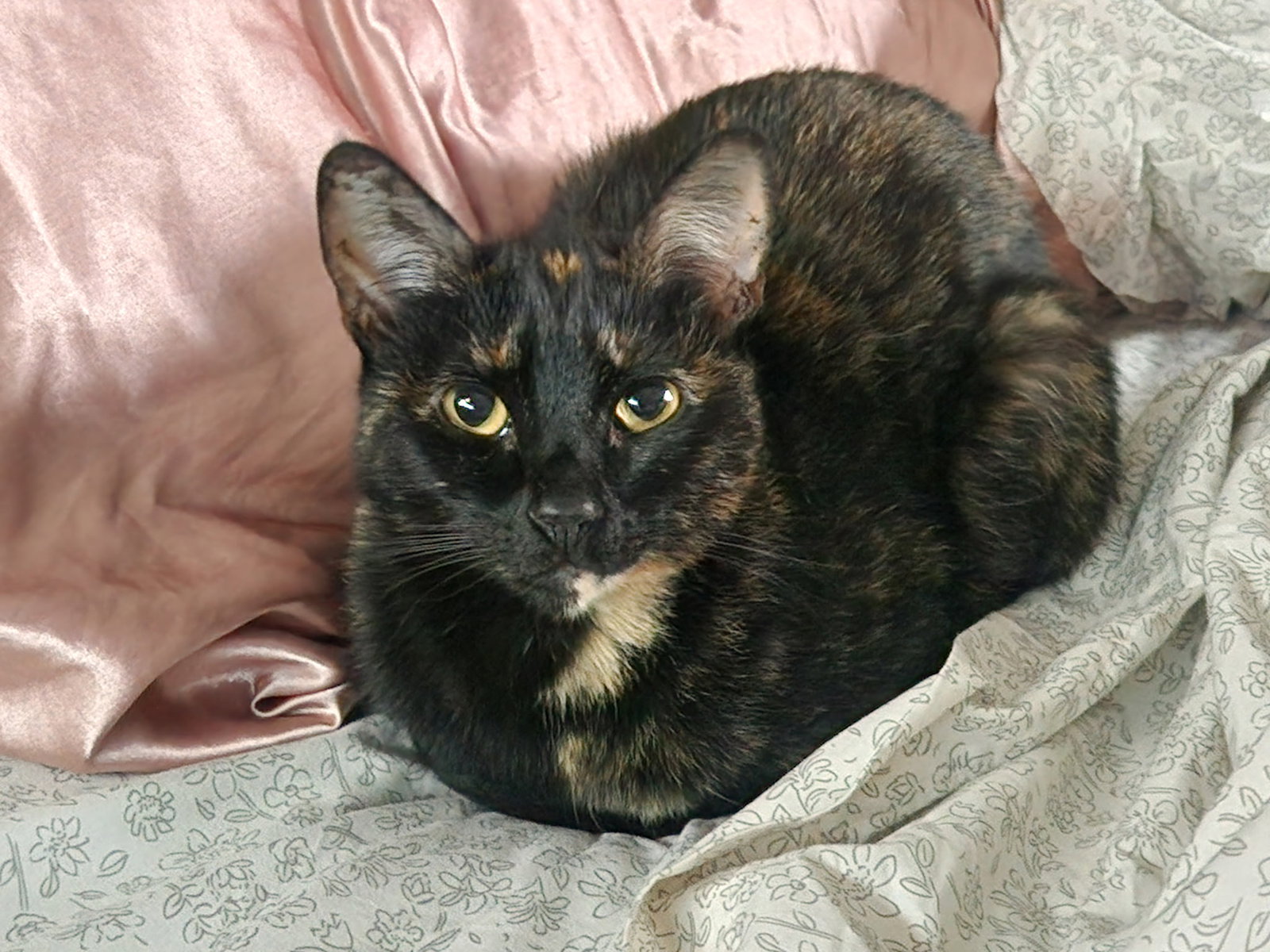 Suzette
