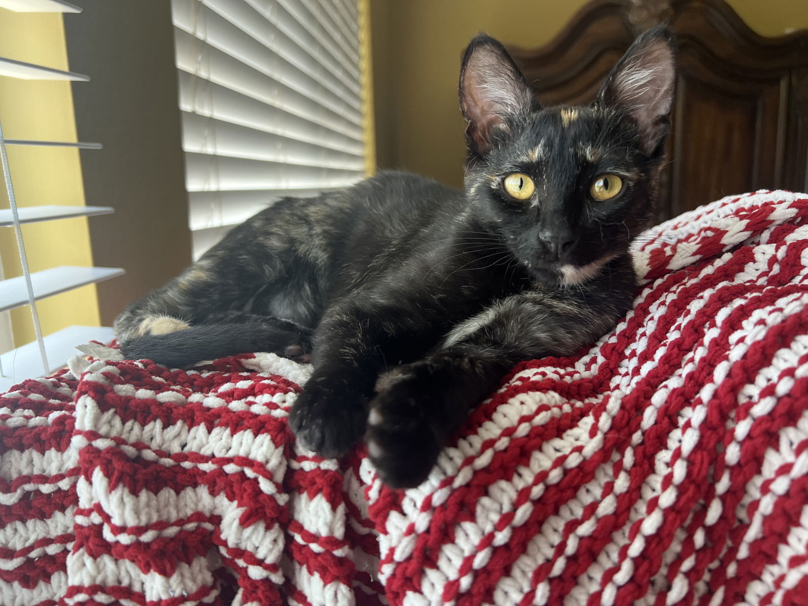 adoptable Cat in Mission Viejo, CA named Suzette