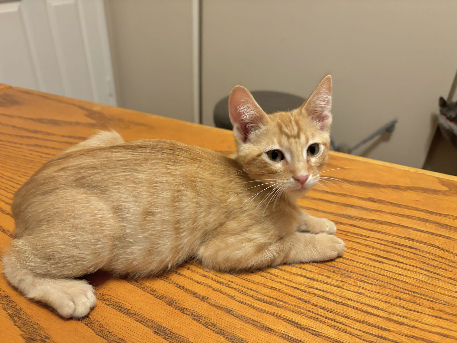 adoptable Cat in Mission Viejo, CA named Coro