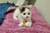Dottie