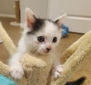 Dottie