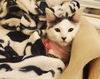 Dottie