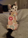 Dottie