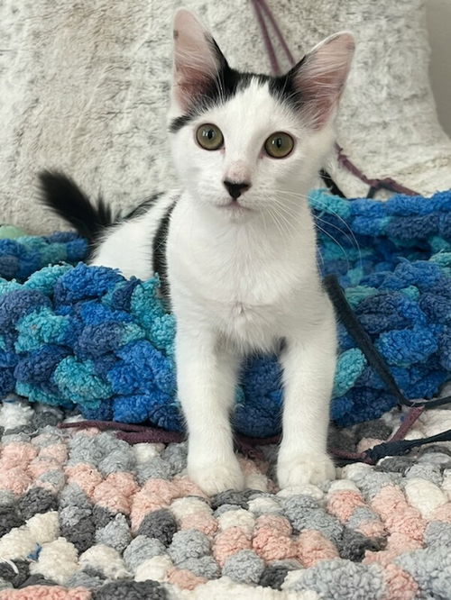 Dottie