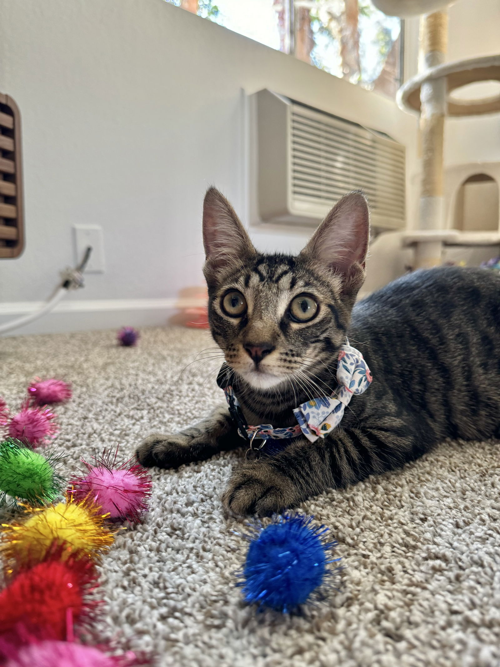 adoptable Cat in Mission Viejo, CA named Mizzen