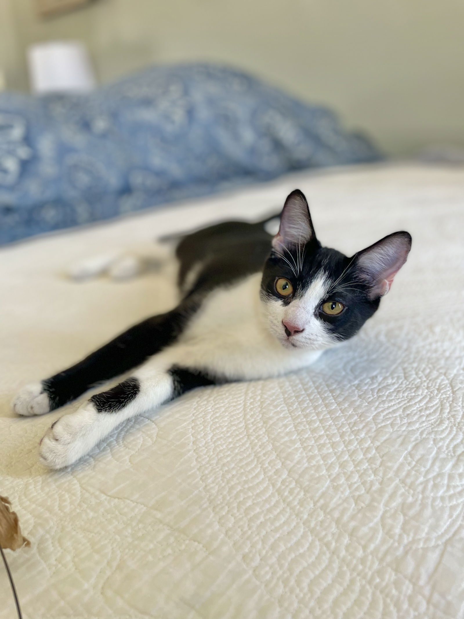 adoptable Cat in Mission Viejo, CA named Basher Tarr