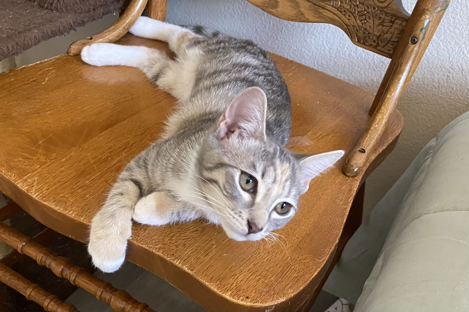 adoptable Cat in Mission Viejo, CA named Trapezoid