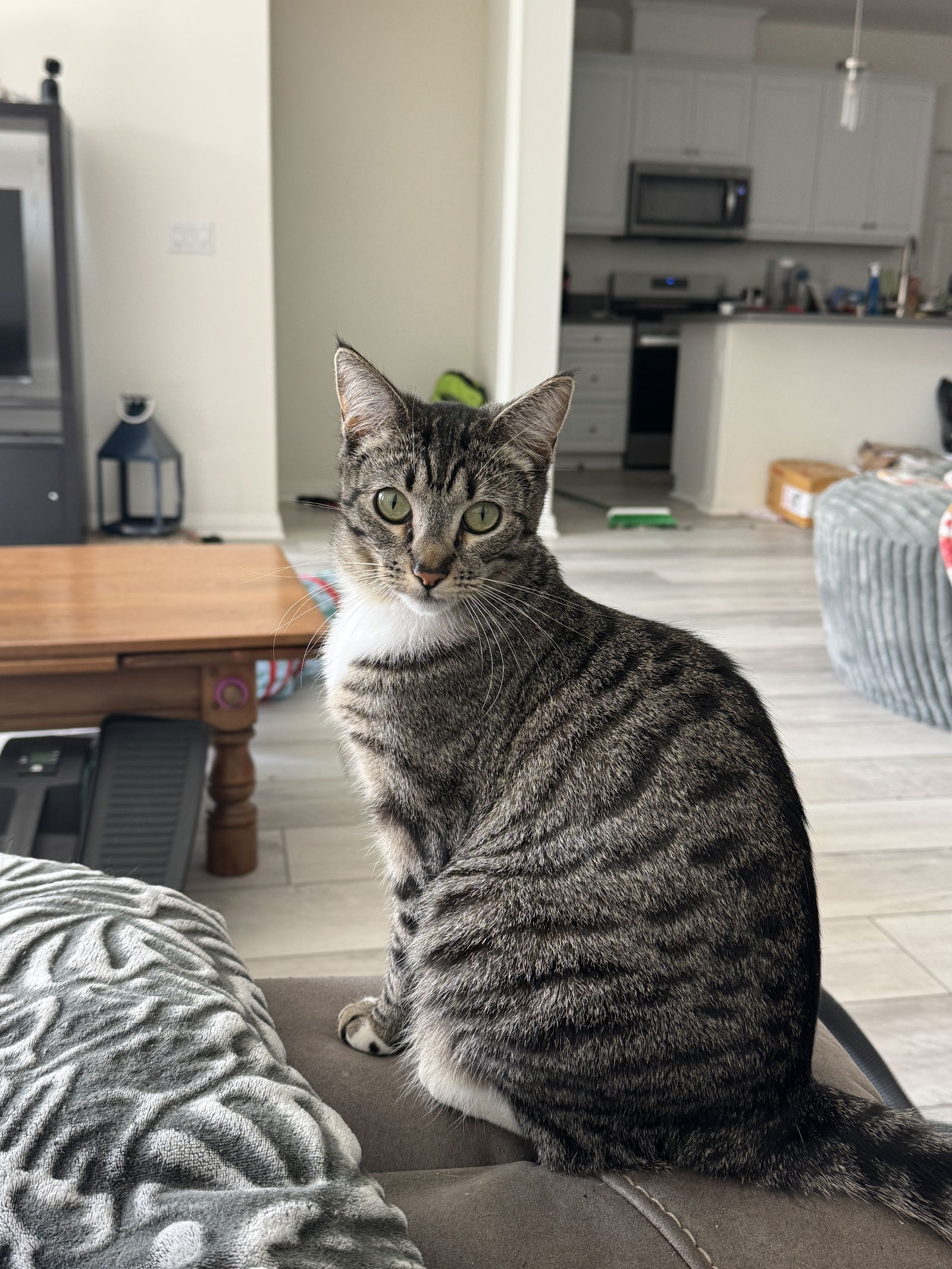 adoptable Cat in Mission Viejo, CA named Eloise