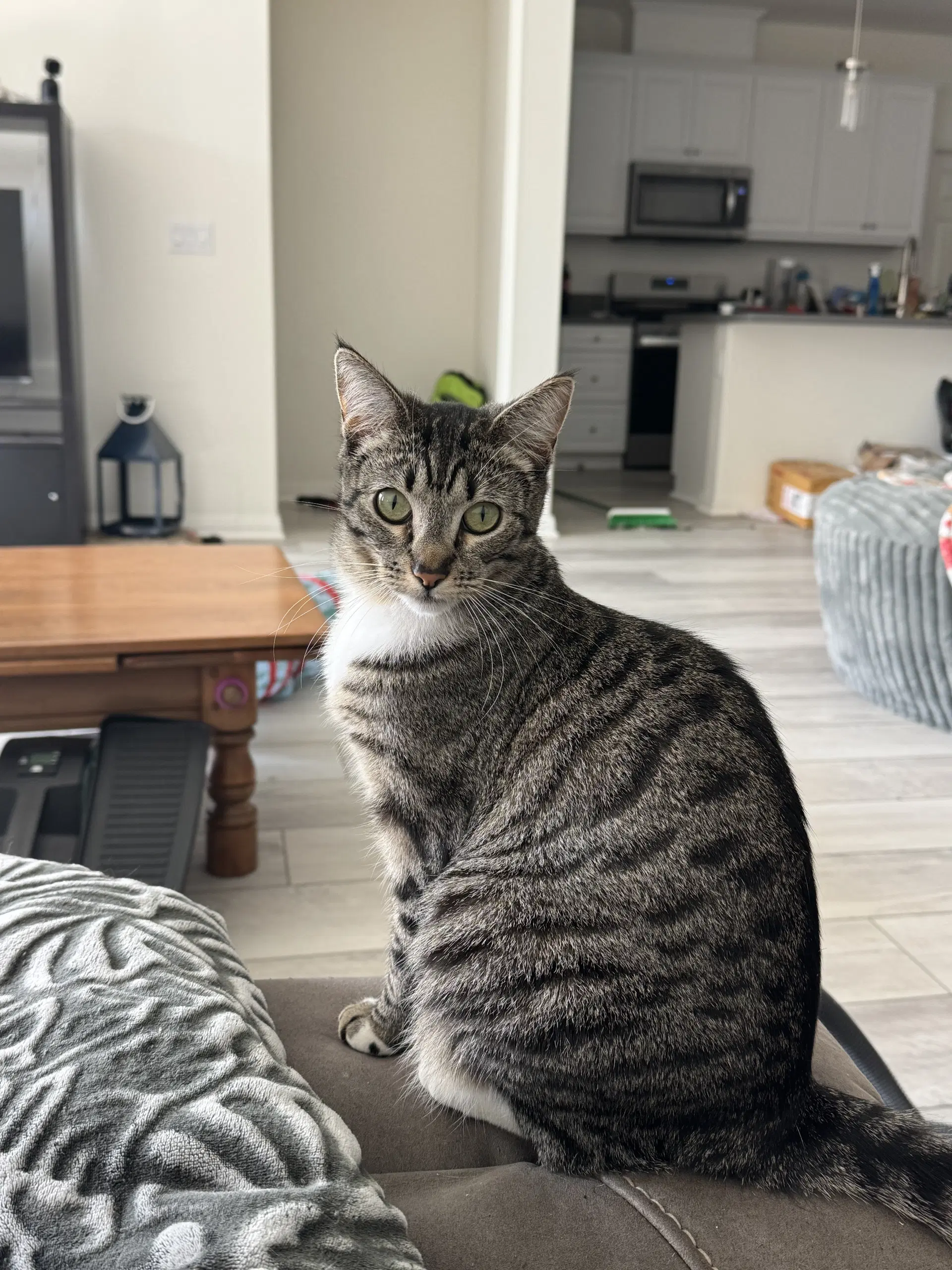 Eloise - Tabby