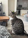 adoptable Cat in  named Eloise