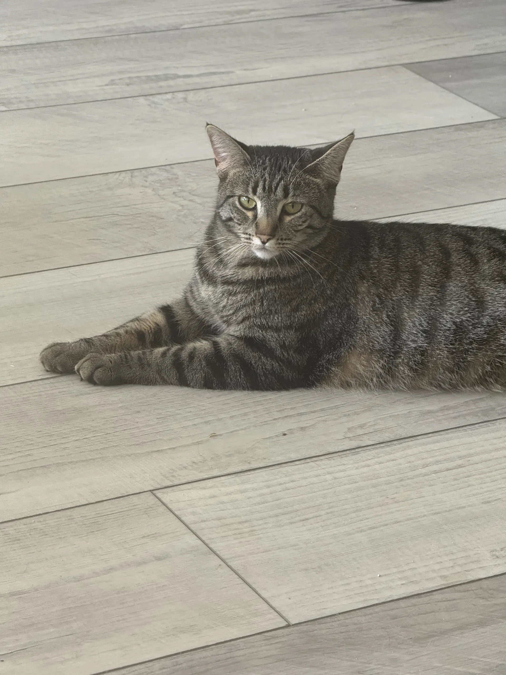 Daphne Bridgerton - Tabby