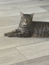 adoptable Cat in  named Daphne Bridgerton
