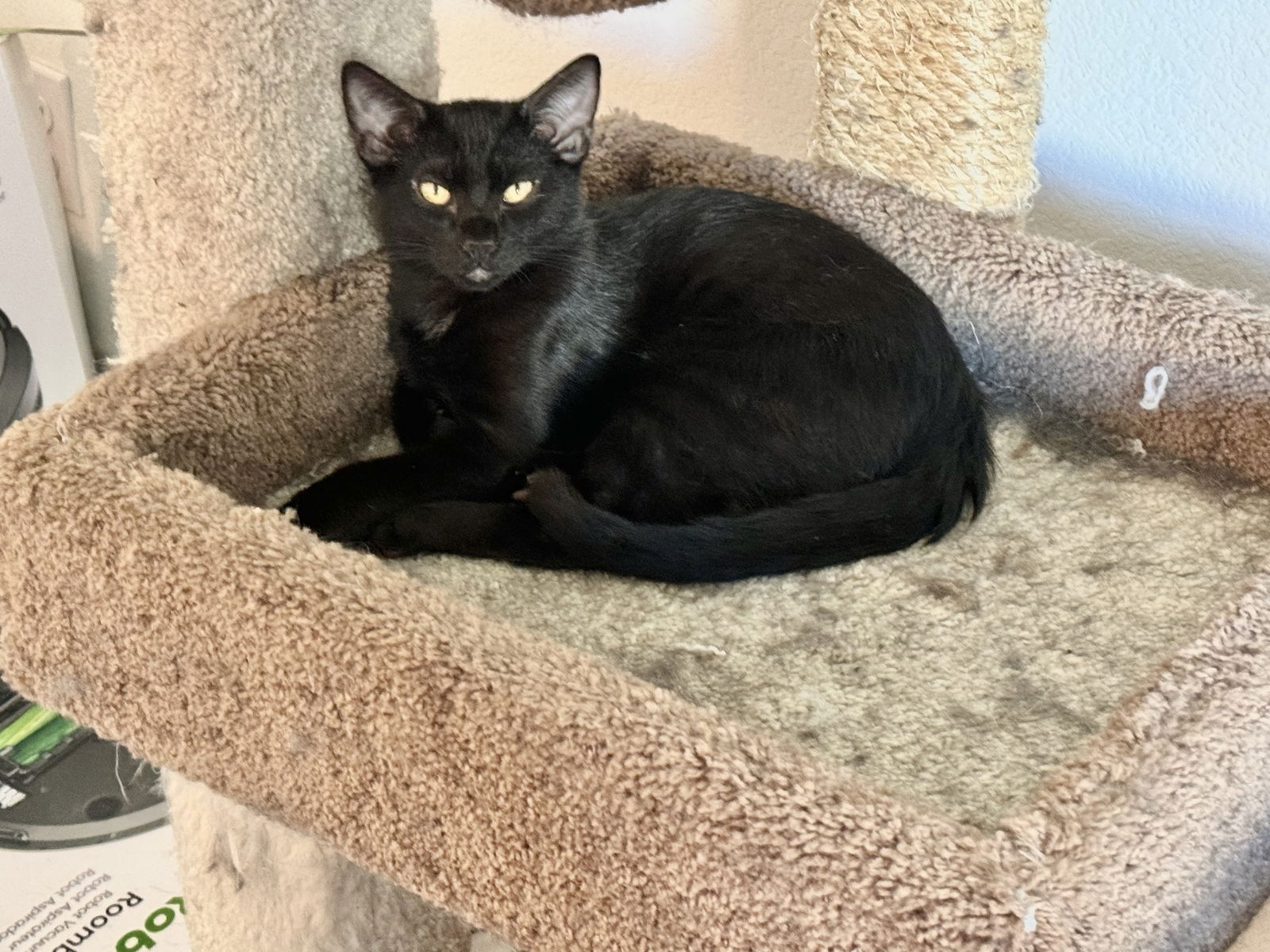 adoptable Cat in Mission Viejo, CA named Colin