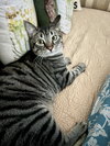 Kash - Photo 4