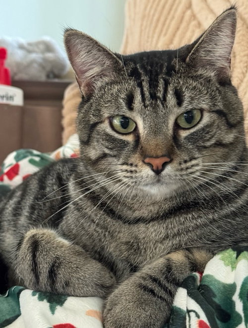 KASH - Tabby / Domestic Short Hair available for adoption