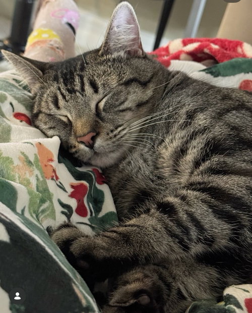 KASH - Tabby / Domestic Short Hair available for adoption