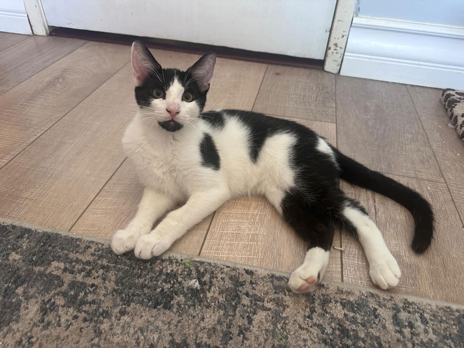 adoptable Cat in Mission Viejo, CA named Sticky Toffee