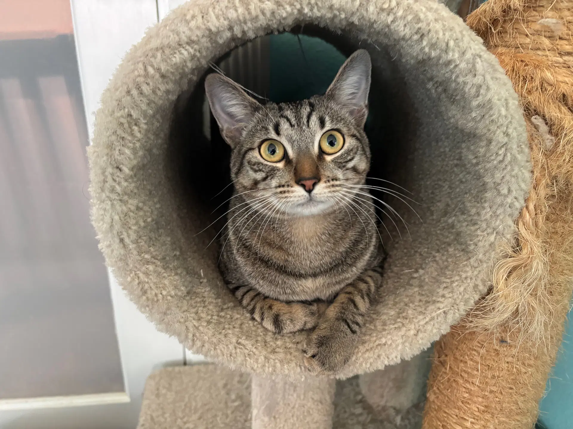 Luxa - Tabby