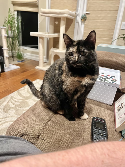 Karma, Adult Tortoiseshell / Domestic Short Hair / Mixed (short coat), cat for adoption in Westminster, California