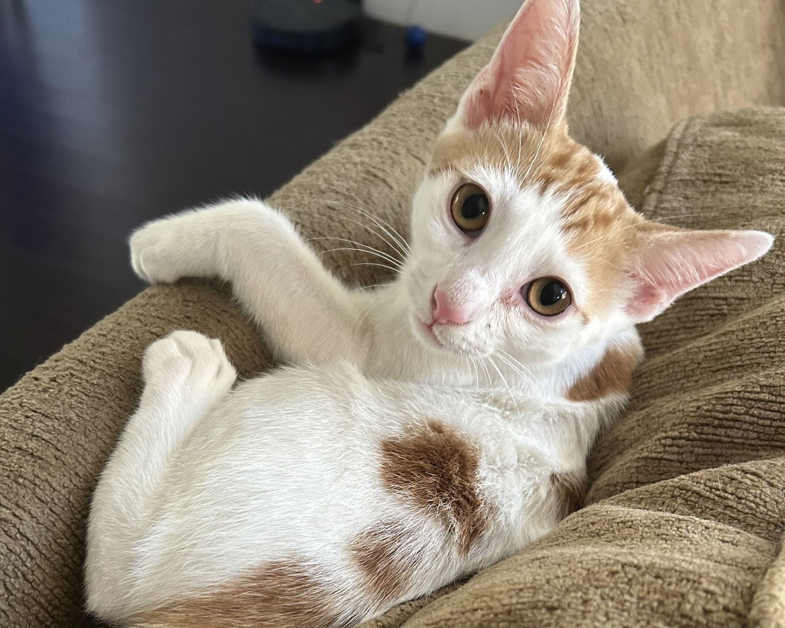 adoptable Cat in Mission Viejo, CA named Nathan