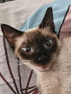 adoptable Cat in Mission Viejo, CA named Simone courtesy post