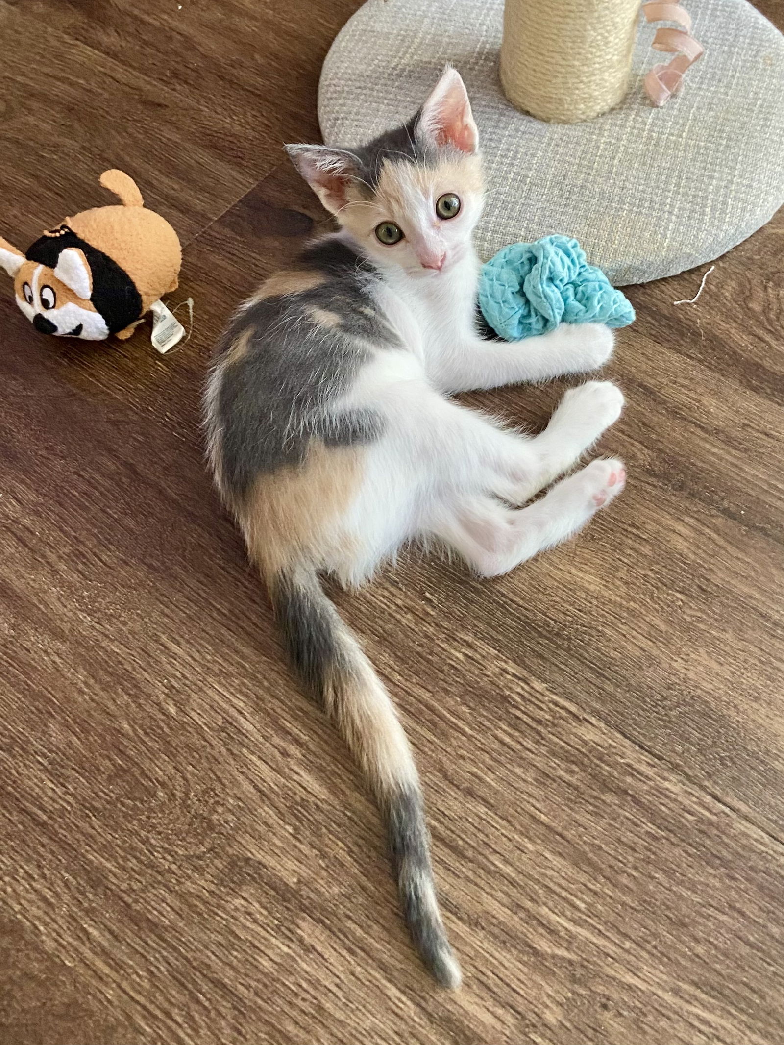 adoptable Cat in Mission Viejo, CA named Junie Bug