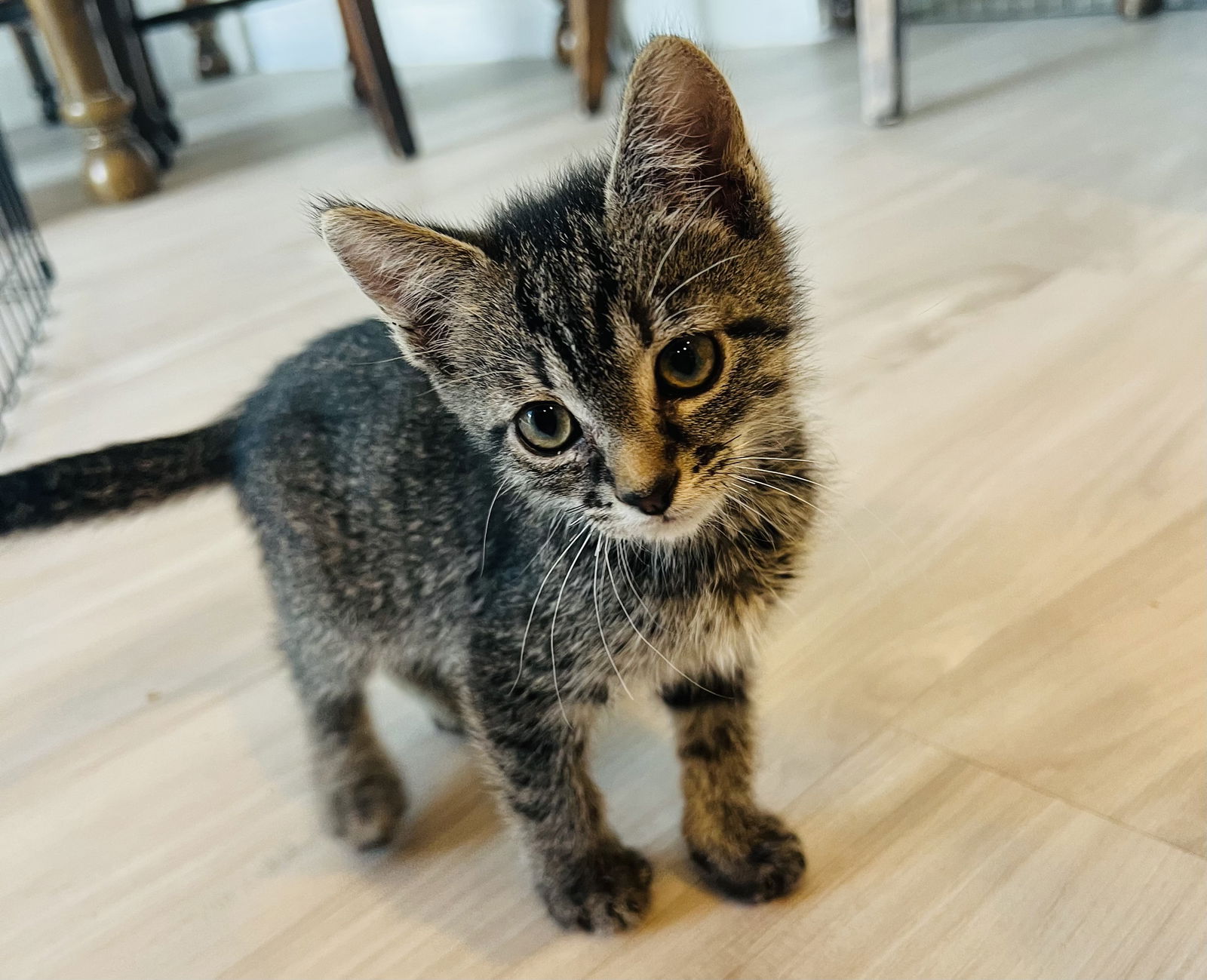 adoptable Cat in Mission Viejo, CA named Weasley